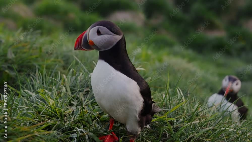 View of the Atlantic puffin, common birds found in Iceland. Atlantic puffin also know as common puffin is a species of seabird in the auk family. Iceland, Norway and Faroe Islands. View of the Atlantic puffin, common birds found in Iceland. Atlantic puffin also know as common puffin is a species of seabird in the auk family. Iceland, Norway and Faroe Islands.