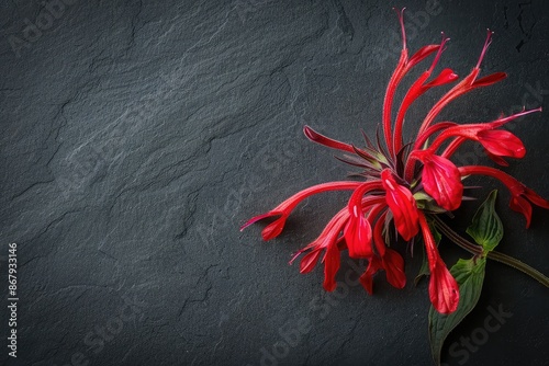 A single bee balm, its whorled red petals vibrant against the dark charcoal background. The image captures the attractive and medicinal properties of bee balm. photo