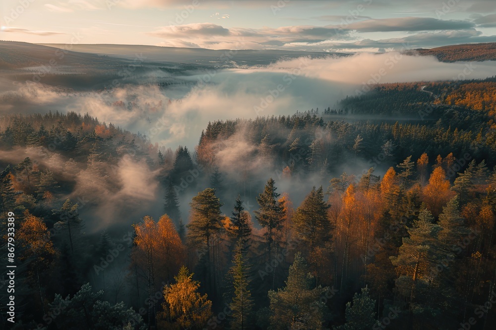 A foggy forest with trees in the background. The trees are orange and the sky is cloudy