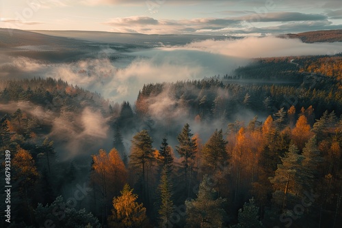 A foggy forest with trees in the background. The trees are orange and the sky is cloudy
