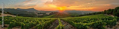 Vineyards in the Southern French region of Languedoc during a summer evening