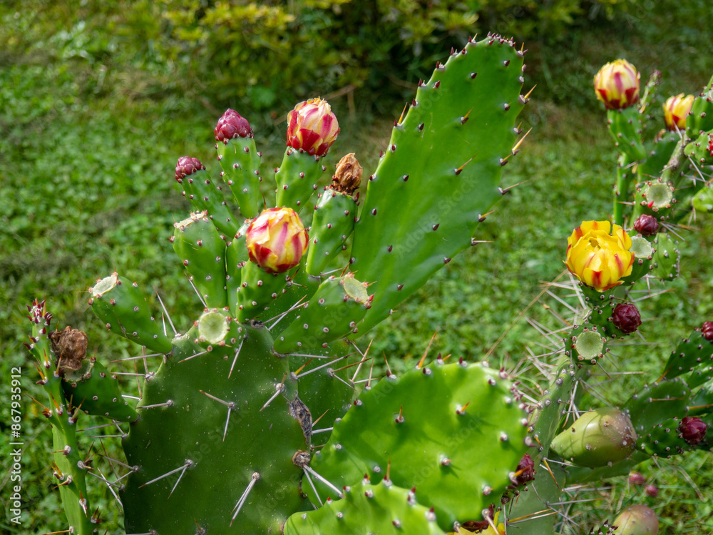 Blooming cactus in the park. Southern flora. Wide leaves with spines. Blooming cactus in the park. Southern flora. Wide leaves with spines.