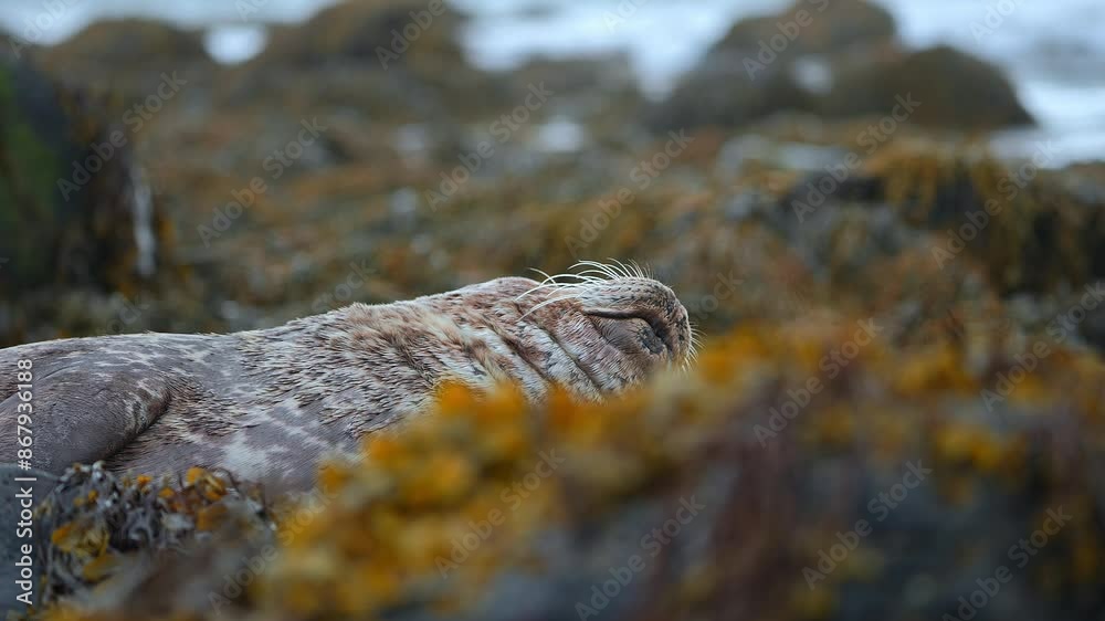 Golden seal sleeping at Ytri Tunga beach Iceland. Harbor seals, Western fjords, Iceland. Harbor seals in the waters of the Skotur fjord near Litlibaer, Western Fjords, Iceland
