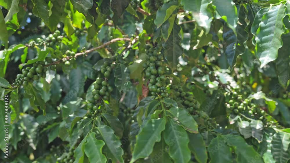 From Green to Ripening: Coffee Beans Maturing on the Tree From Green to Ripening: Coffee Beans Maturing on the Tree