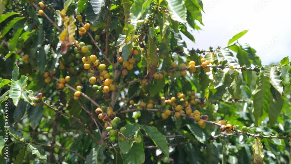 Coffee Beans Maturing and Ripening on the Tree Coffee Beans Maturing and Ripening on the Tree