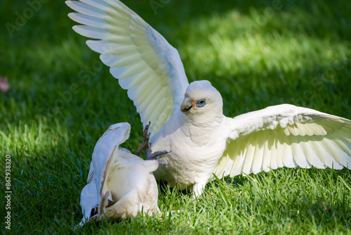 Little corellas fighting  photo