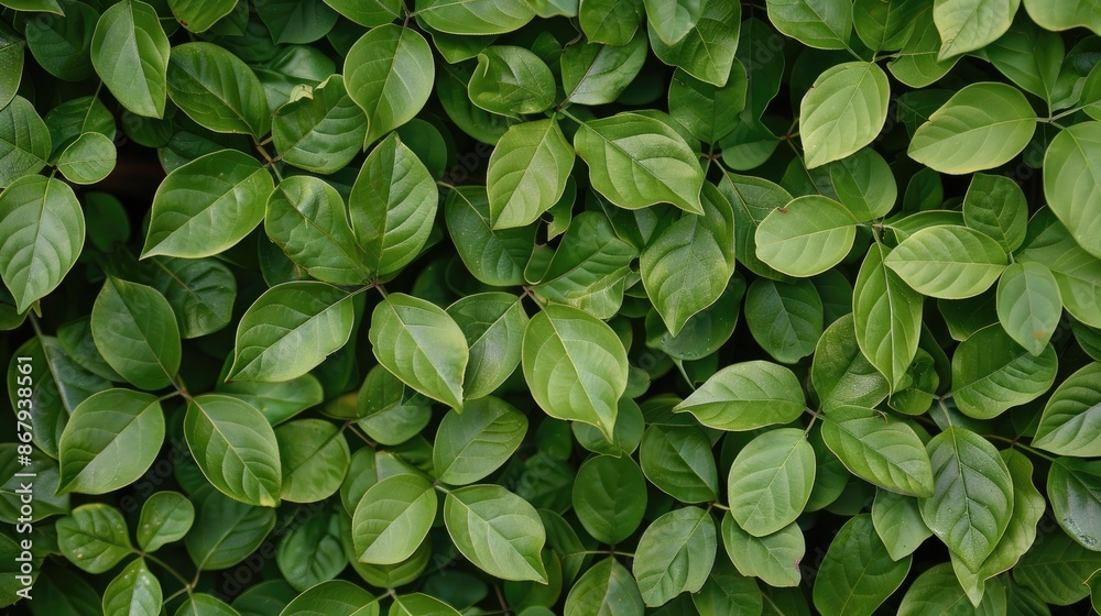 Green Leaves Wallpaper with Leaf Texture Green Leaves Wallpaper with Leaf Texture