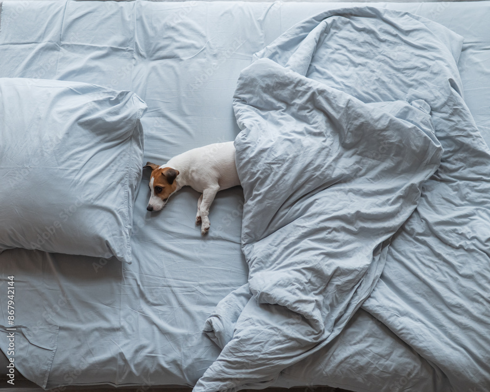 Top view of a Jack Russell Terrier dog lying in bed under a blanket. Top view of a Jack Russell Terrier dog lying in bed under a blanket.