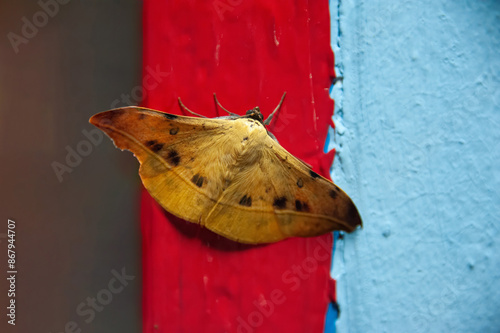 Hamodes propitia moth rests on a wall in Thailand. Its wings shwoing the yellow brown colour and dark markings along the costa. photo