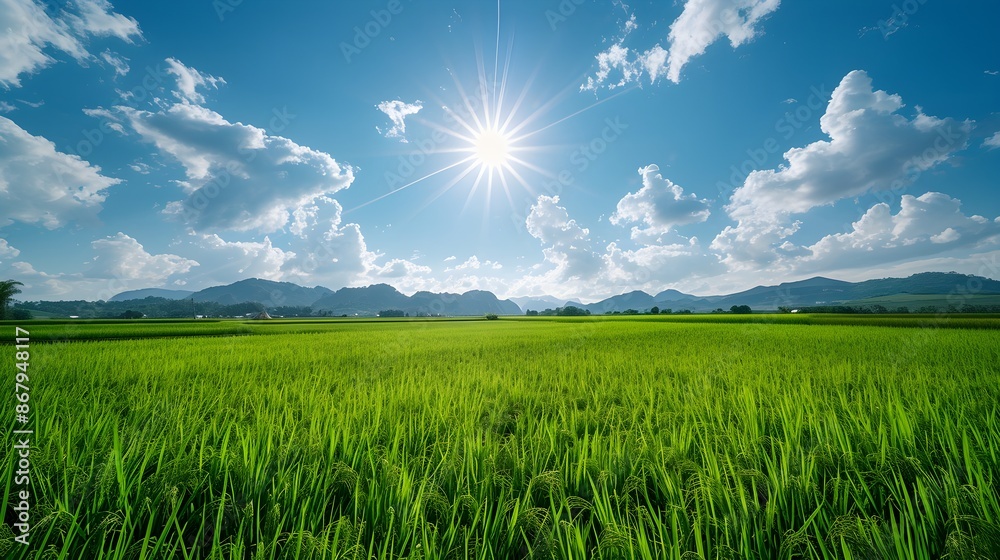 Stunning rice field under a clear blue sky Stunning rice field under a clear blue sky