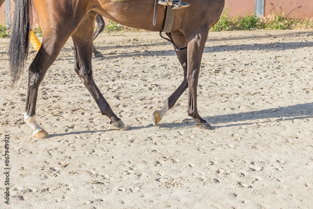 Fototapeta premium The legs of a Thoroughbred racehorse from the side walking on a horse path.