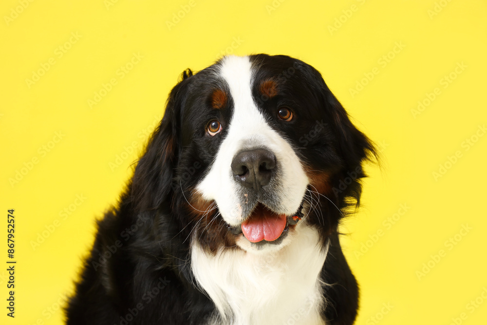 Cute Bernese mountain dog on yellow background, closeup Cute Bernese mountain dog on yellow background, closeup