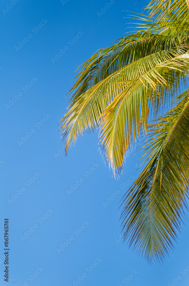 Profile View of Green and Yellow Palm Fronds Under Turquoise Blue Sky in Sunlight. Profile View of Green and Yellow Palm Fronds Under Turquoise Blue Sky in Sunlight.