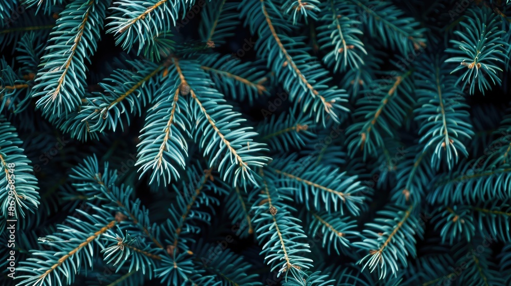 Close up Holiday Bio Concept Design with Coniferous Fir Tree Branches