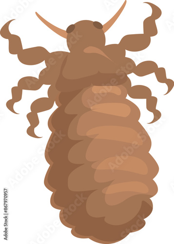 Body louse insect spreading disease showing back view