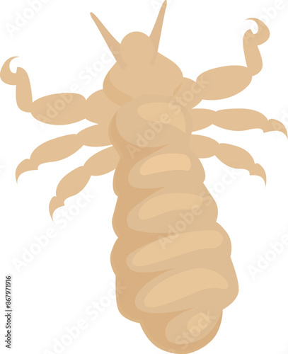 Body louse insect crawling on scalp and spreading diseases