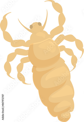 Body louse isolated on a white background, a parasite living on the human body and spreading diseases