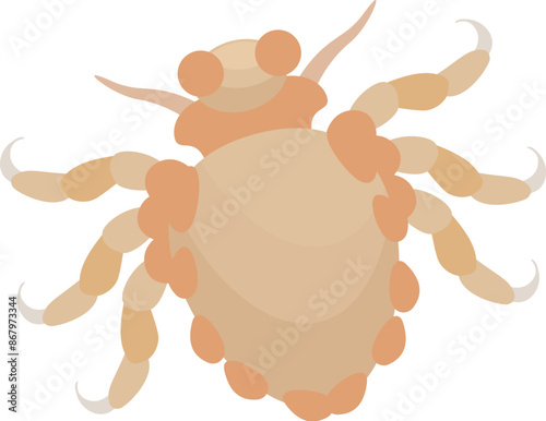 Illustration of a pubic louse, a tiny insect that infects human pubic hair