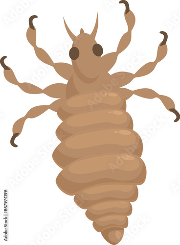 Body louse insect spreading disease through blood sucking
