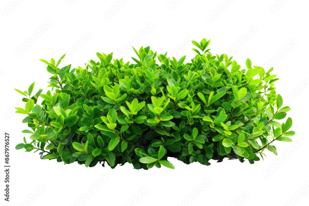 Obraz premium green bush isolated on white background