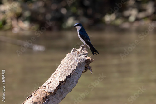 A mangrove swallow in Costa Rica photo