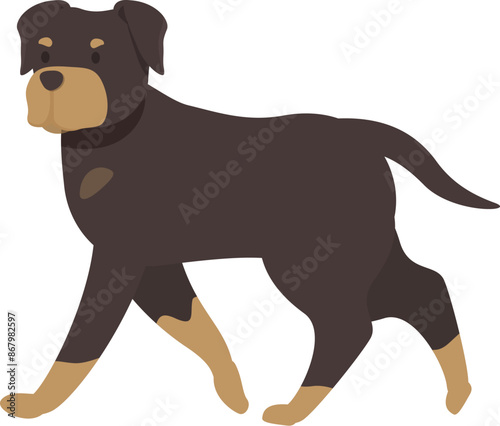 Powerful rottweiler walking with a confident gait