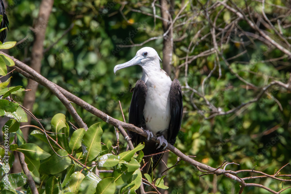 Obraz premium Magnificent frigatebirds in Costa Rica