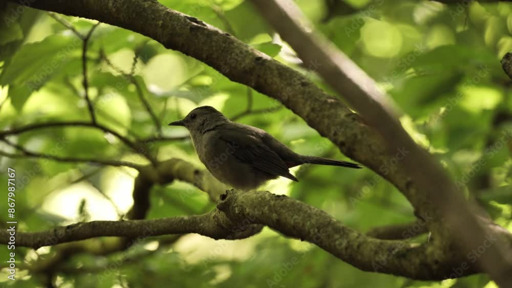 Gray Catbird (Dumetella carolinensis) near a nest in the forest. Gray Catbird (Dumetella carolinensis) near a nest in the forest.