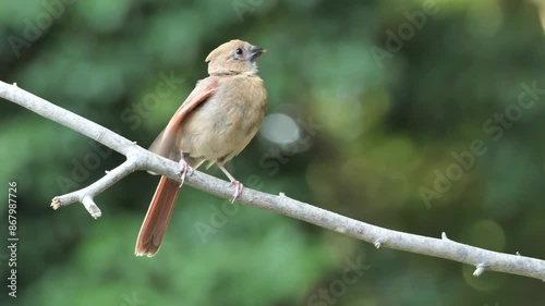 Young female northern cardinal or red cardinal (Cardinalis cardinalis) asking for food.