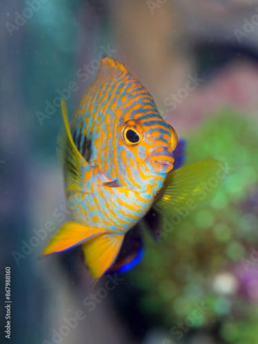 Potter's Angelfish, Centropyge Potteri, a pygmy angelfish, endemic in Hawaii photo