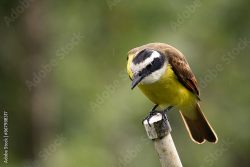 Great Kiskadee in Costa Rica. Benteveo en Costa Rica. photo