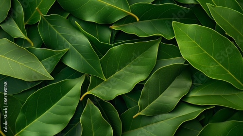 Close up of fresh green bay leaves. photo