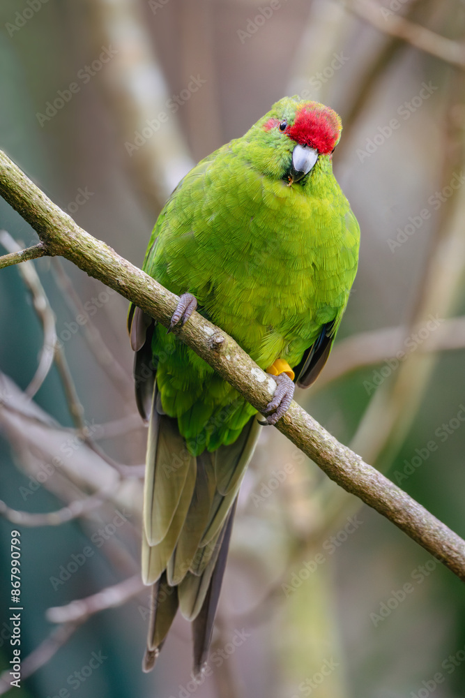 New Zealand Green Parrot the Kākāriki New Zealand Green Parrot the Kākāriki