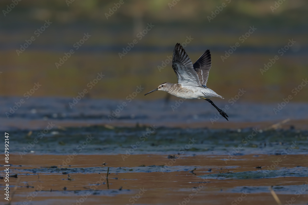 Fototapeta premium Stilt Sandpiper