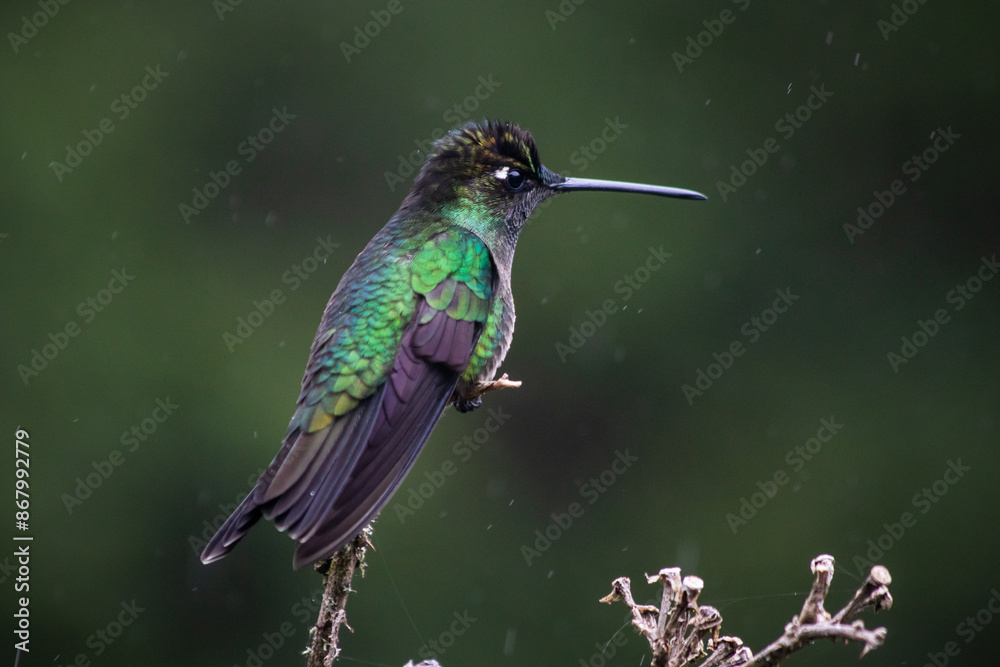 Fototapeta premium bird, hummingbird, nature, animal, wildlife, green, beak, parrot, blue, feather, wild, kingfisher, branch, colorful, tree, tropical, feathers, birds, small, wing, red, avian, exotic, fly, beautiful, c