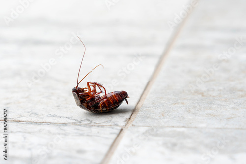 Dead cockroach upside down on floor tile. Concept of pest control and home cleanliness photo