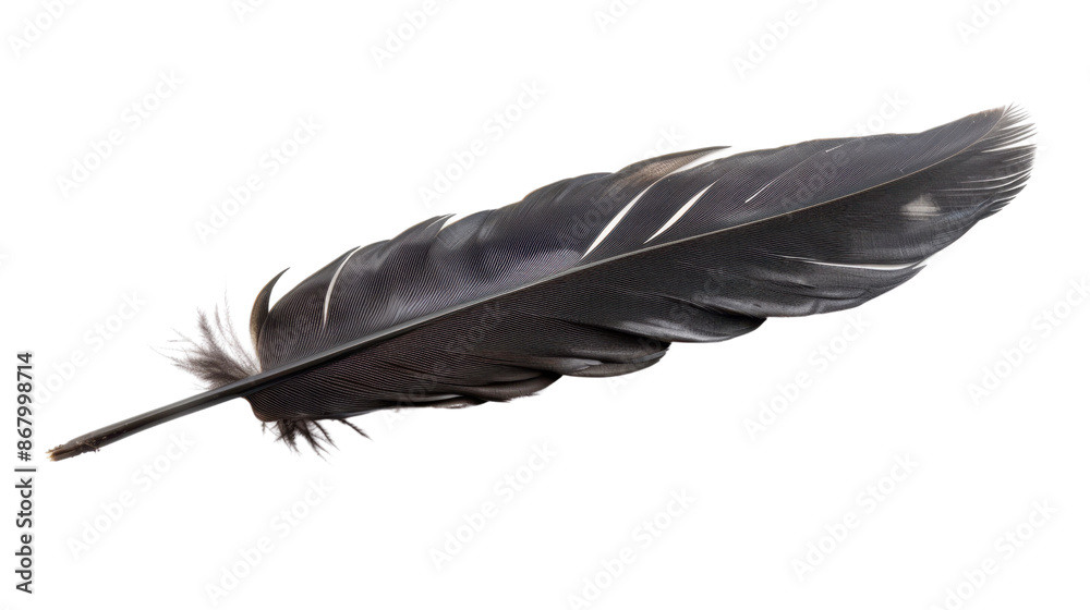 Black bird feather isolated on transparent background Black bird feather isolated on transparent background