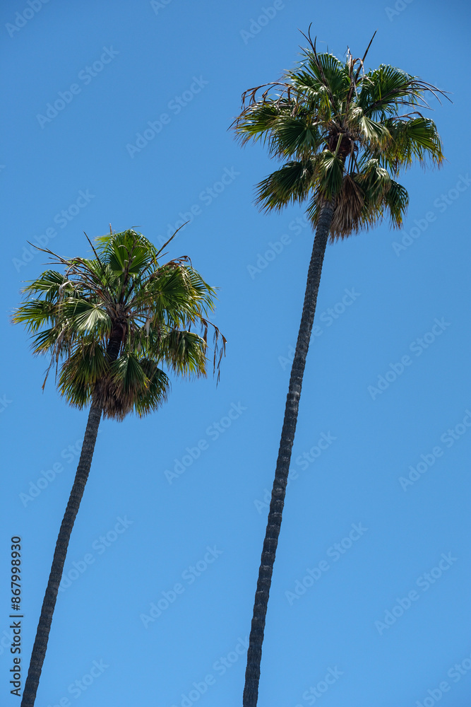 Obraz premium palm trees against blue sky