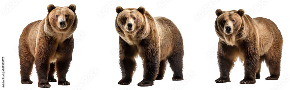 Obraz premium Set of grizzly brown bears isolated on transparent background