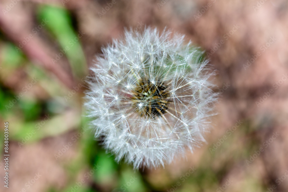 dandelion seed head on a summer day, wish dandelion seed head on a summer day, wish