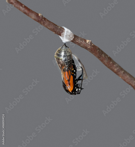 monarch butterfly emerging from chrysalis