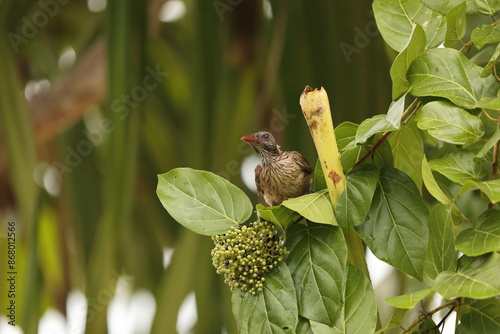 The brown oriole (Oriolus szalayi) is a species of bird in the family Oriolidae. It is found in New Guinea. photo