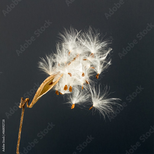 milkweed seed pod exploding with fluff and seeds