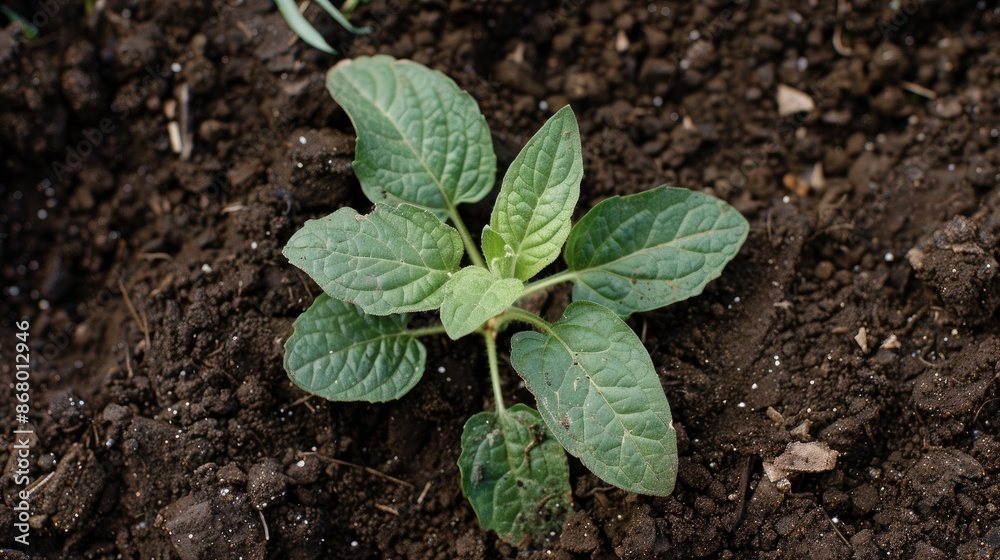 Plant on soil in garden Plant on soil in garden