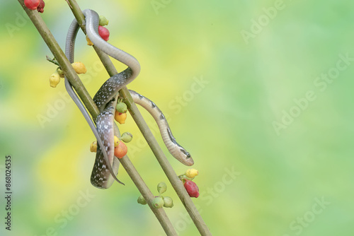 
A yellow striped racer snake is hunting for prey in the bushes. This non-venomous reptile has the scientific name Coelognathus flavolineatus. photo