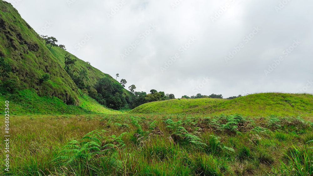 Obraz premium beautiful savanna propok at sembalun village lombok, indonesia. the landscape is for hiking and outdoor lifestyle concept. landscape of green field