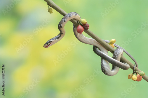 
A yellow striped racer snake is hunting for prey in the bushes. This non-venomous reptile has the scientific name Coelognathus flavolineatus. photo