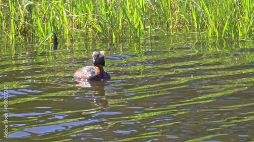 The Fascinating World of the Horned Grebe (Podiceps auritus photo