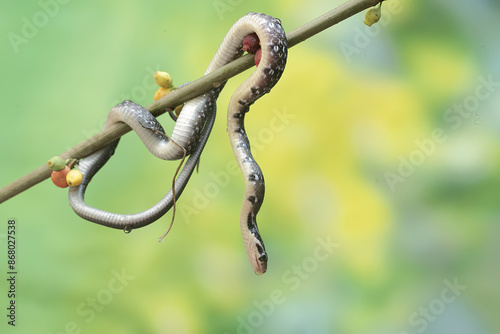 
A yellow striped racer snake is hunting for prey in the bushes. This non-venomous reptile has the scientific name Coelognathus flavolineatus. photo