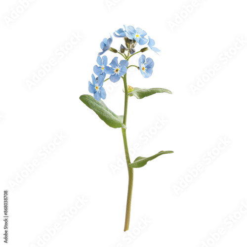 Forget-me-not flower isolated on white background